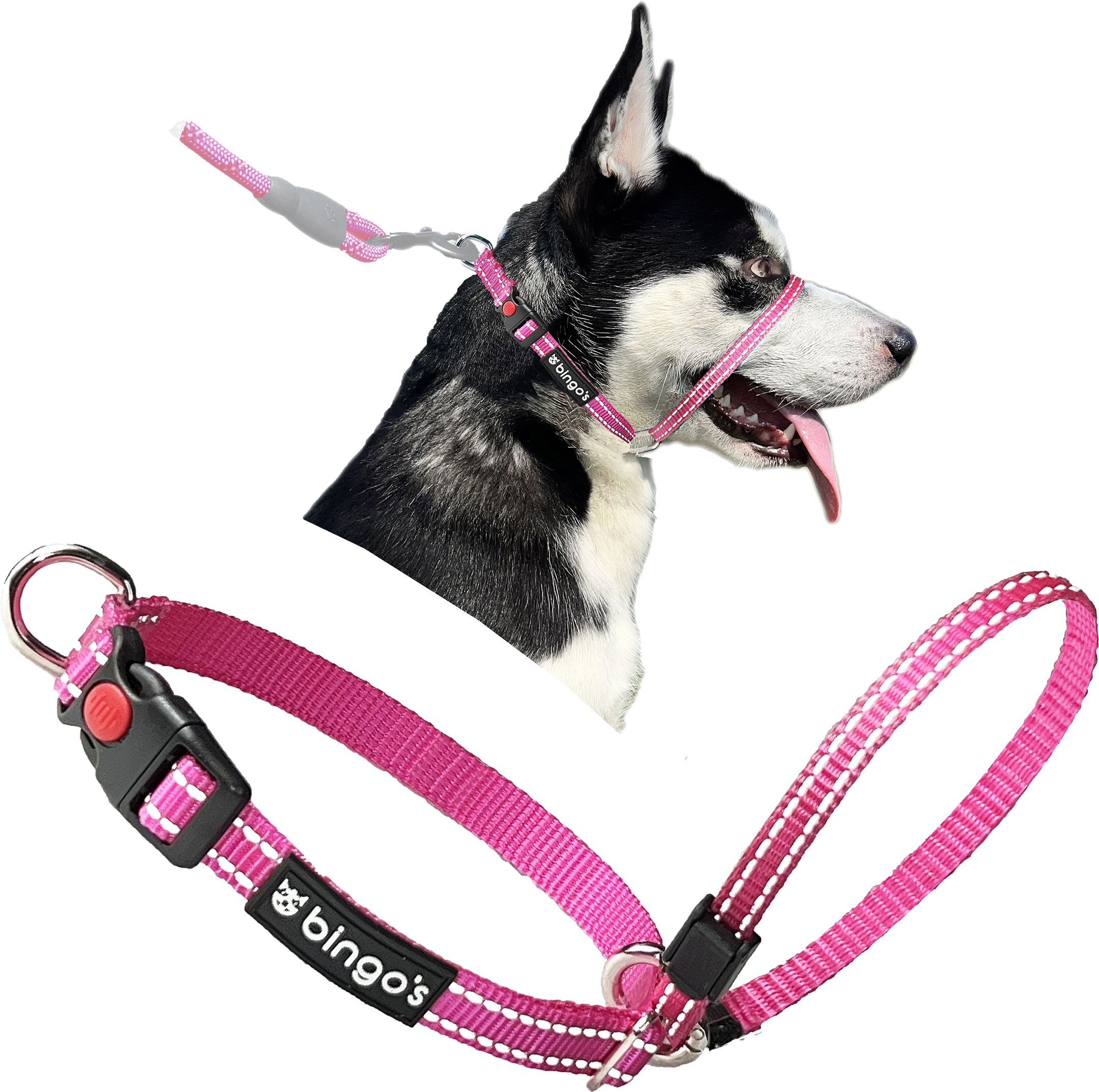 Gentle leader training tips hotsell